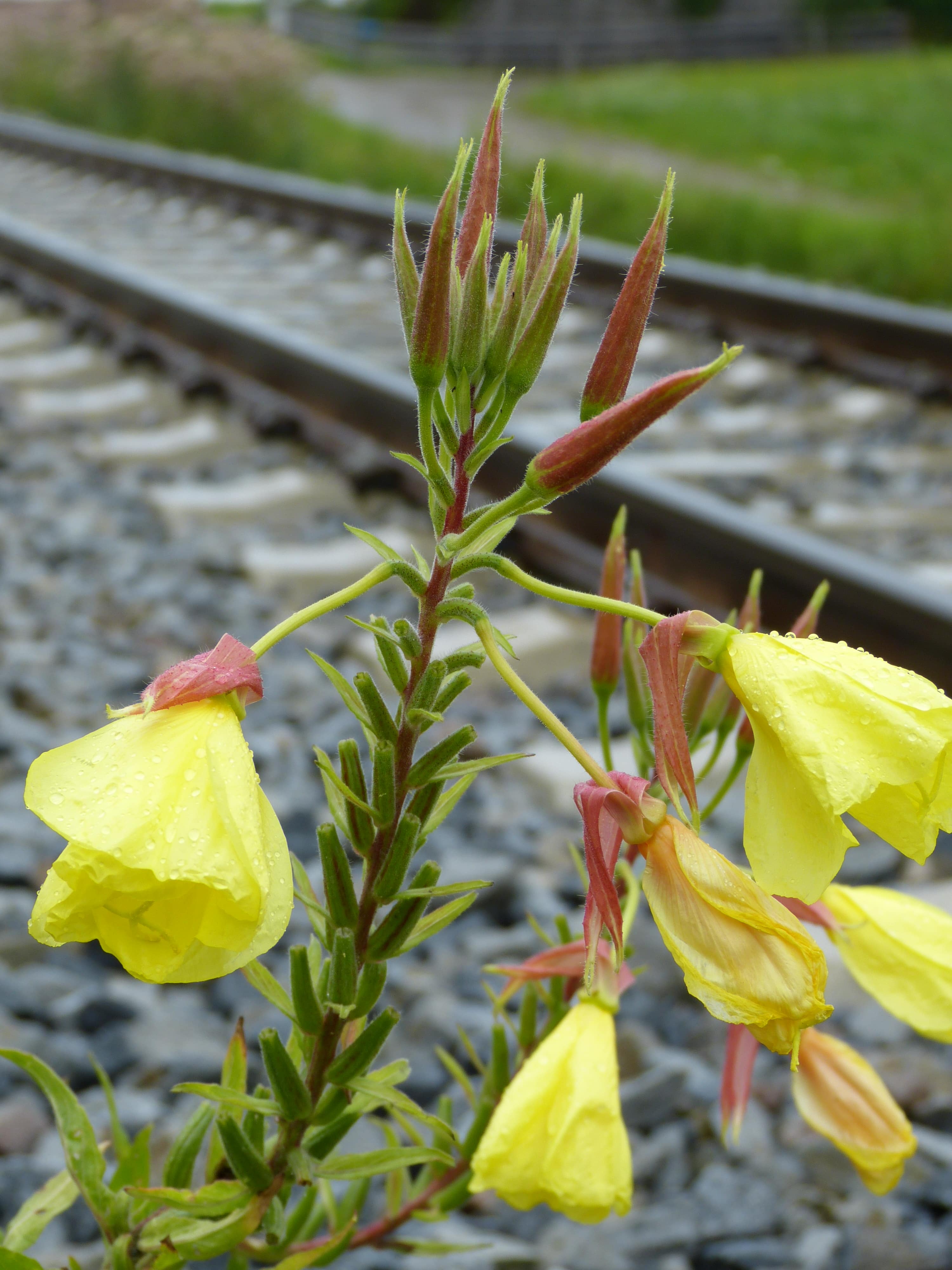Gelbe Blume an einer Eisenbahnstrecke