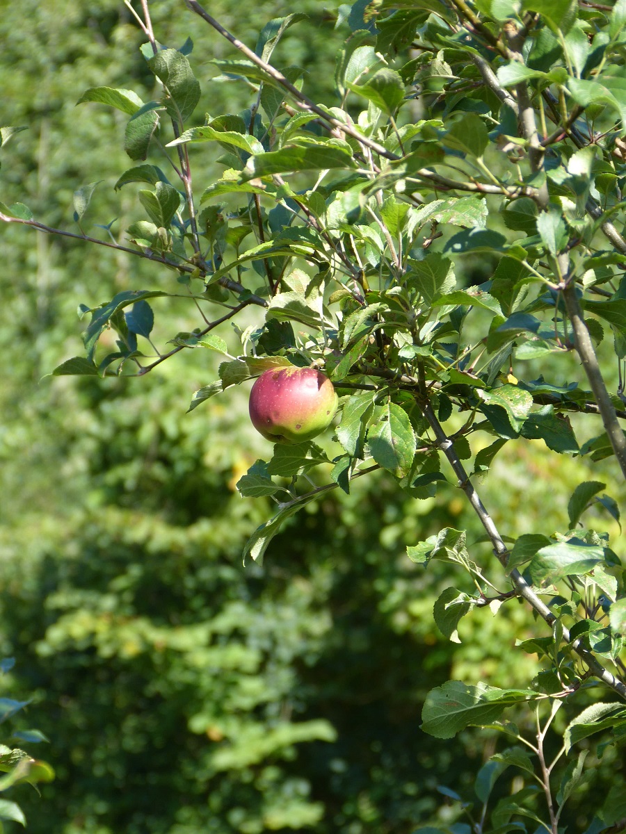 Nahaufnahme eines Apfelbaumes.