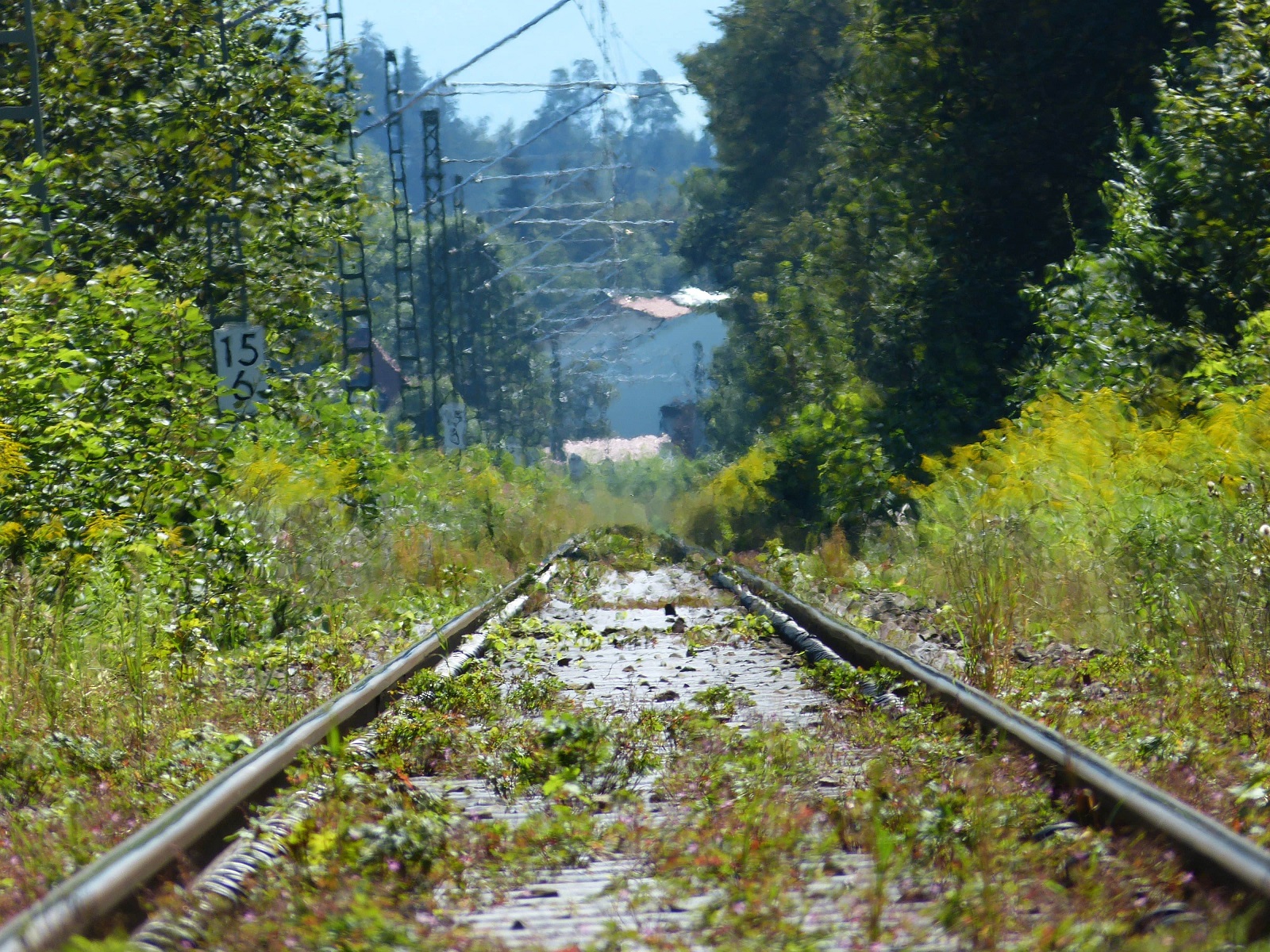 Bewachsene Bahnstrecke, welche durch sehr hohe Hitze im Hintergrund unscharf wird.