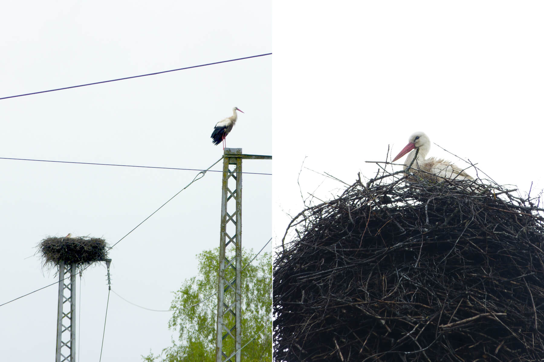 Zwei Storchenneste auf Bahnmasten.